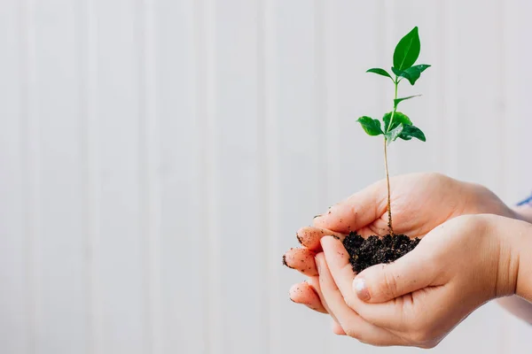 Hands Holding Small Sprout Green Plant — Stock Photo, Image