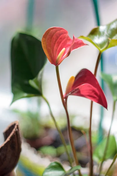 Flores Anturio Rosa Como Planta Casera — Foto de Stock