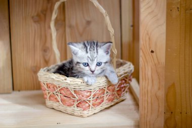 Genç ve güzel kedi sepette oturuyor.