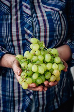 Kalça olgun Yeşil üzüm holding çiftçi eller.