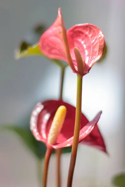 Pink anthurium flowers as a home plant.