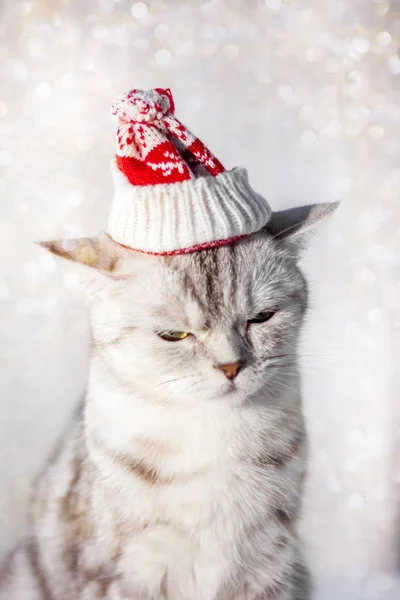 Vánoční Kočka Legrační Santa Klobouk Hlavě — Stock fotografie