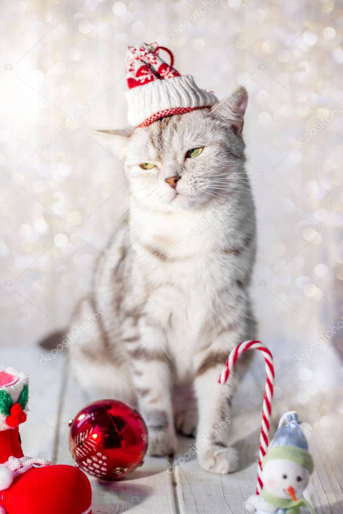Funny christmas cat with santa hat on head and christmas toys
