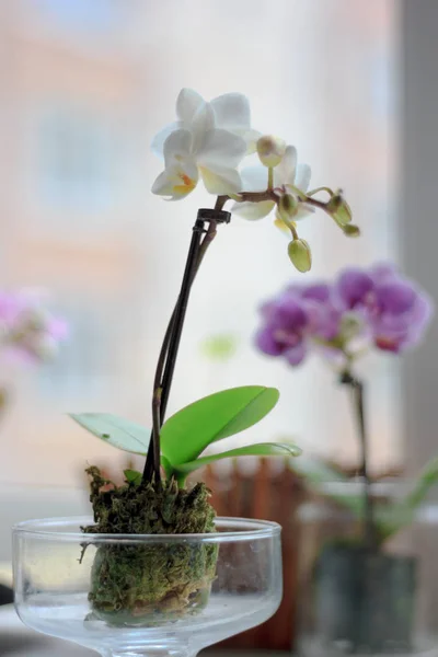 Красивая Маленькая Белая Фаленопсис Орхидея Окне — стоковое фото
