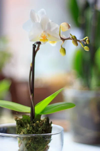 Hermosas Flores Phalaenopsis Pie Una Ventana — Foto de Stock