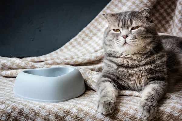 Кошка Пустая Чаша Корма Домашних Животных Материале Ткани — стоковое фото