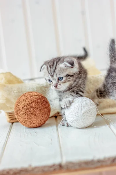 Joven Gatito Juega Con Bola Blanca Lana —  Fotos de Stock