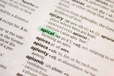 Apikal sözcüğü veya tümceciği bir sözlük