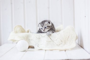 Gri kedi oyunu. Genç ve sevimli kedi yavrusunun portresi.
