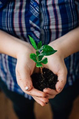 Yeşil bitkiden küçük filiz tutan eller.