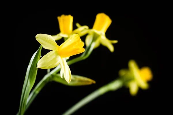 Daffodil Nebo Narcis Květiny Černém Pozadí — Stock fotografie