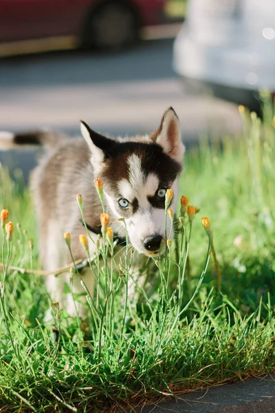 Mały Husky Pies Szczeniak Spacerze Parku — Zdjęcie stockowe