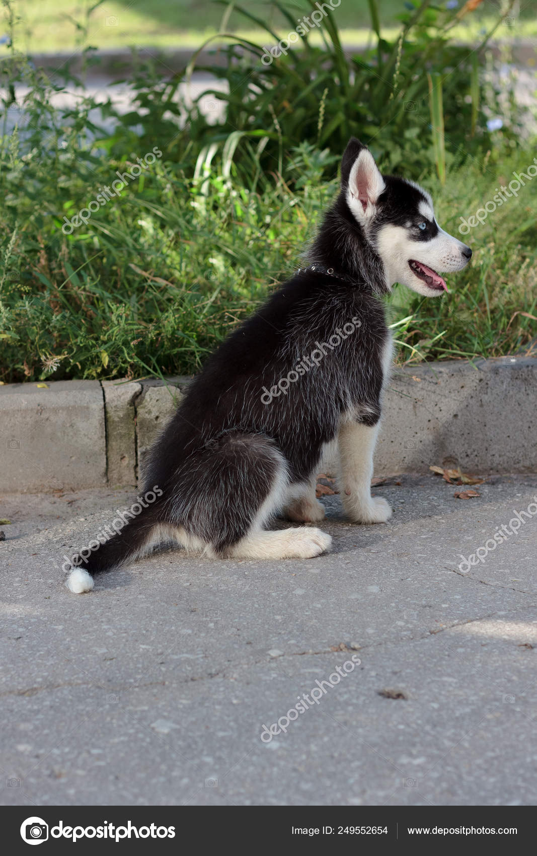 Young Husky Puppy Stock Photo C Sharafmaksumov 249552654