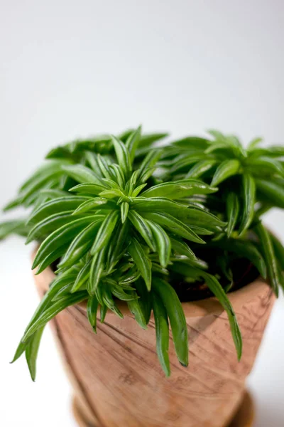 Belle plante de pepperomia dans un pot d'argile sur fond blanc . — Photo