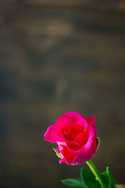 Beautiful purple rose bud. One rose.