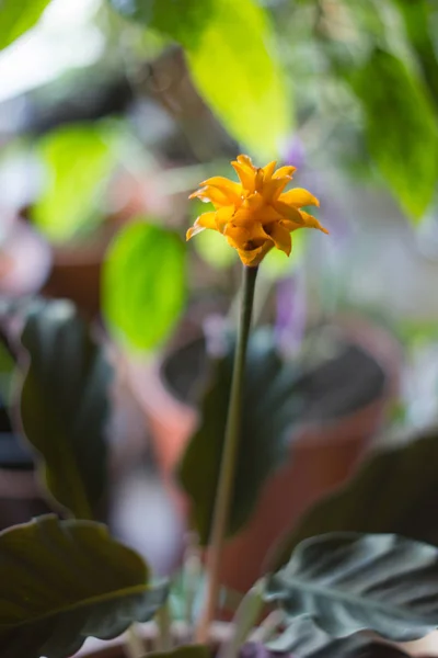 クズウコン属 crocata ホーム工場として。オレンジ色の花. — ストック写真