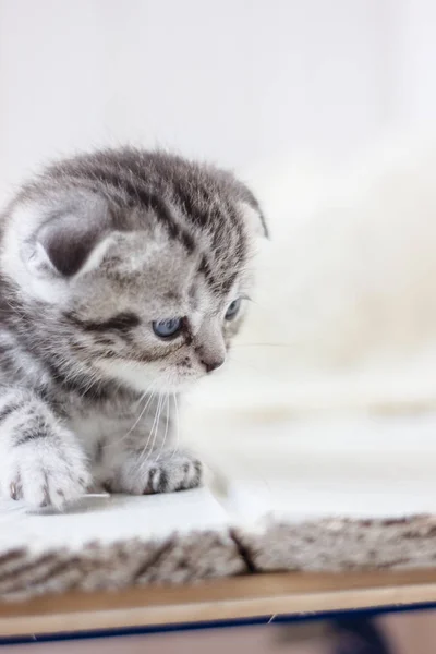 Adorable little grey kitten laying down on the white floor. — Stock Photo, Image