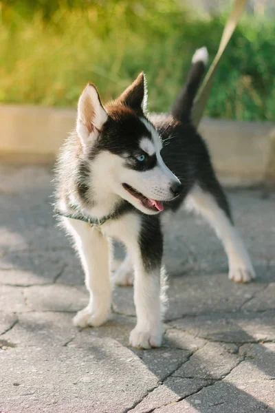 Pequeño cachorro husky permaneciendo en el camino —  Fotos de Stock