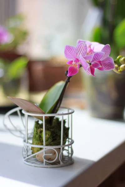 Phalaenopsis mini - hermosa orquídea blanca y púrpura. — Foto de Stock