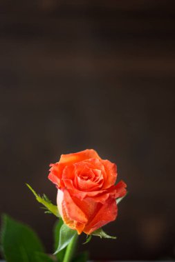 Karanlık bir arka plan üzerinde güzel turuncu gül