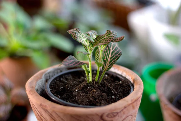 Fittonia Hem Växt Lerkruka — Stockfoto