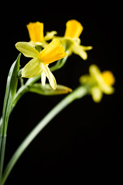 Daffodil Nebo Narcis Květiny Černém Pozadí — Stock fotografie