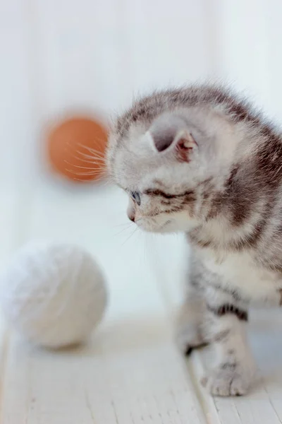 Joven Adorable Gatito Juega Con Bola Hilo — Foto de Stock