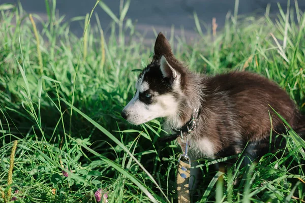Yeşil Parktaki Çimlerin Üzerinde Küçük Bir Köpek Yavrusu — Stok fotoğraf