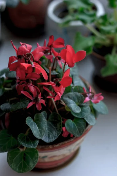 Красиві Рожеві Або Червоні Цикламени Квітковому Горщику Домашня Рослина — стокове фото