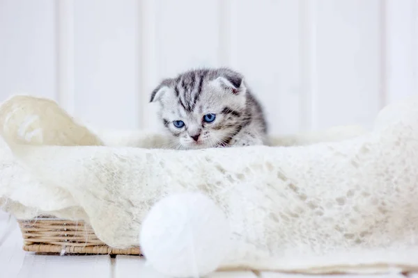 Jonge Schattige Kitten Zittend Een Mand — Stockfoto
