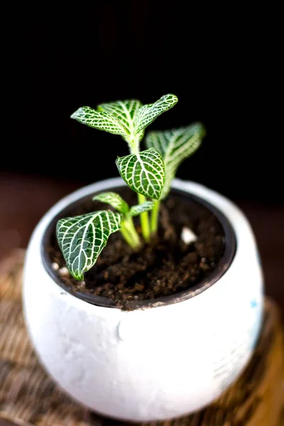 Planta Fittonia Verde Maceta Blanca Sobre Fondo Negro —  Fotos de Stock