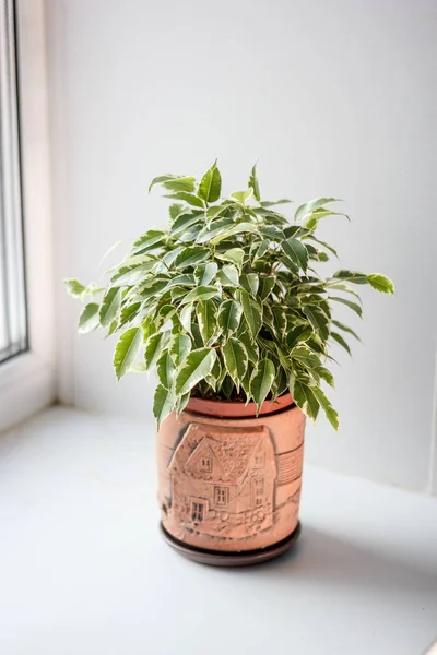 Ficus Benjamina Perverz Egy Fazék Fehér Háttér — Stock Fotó