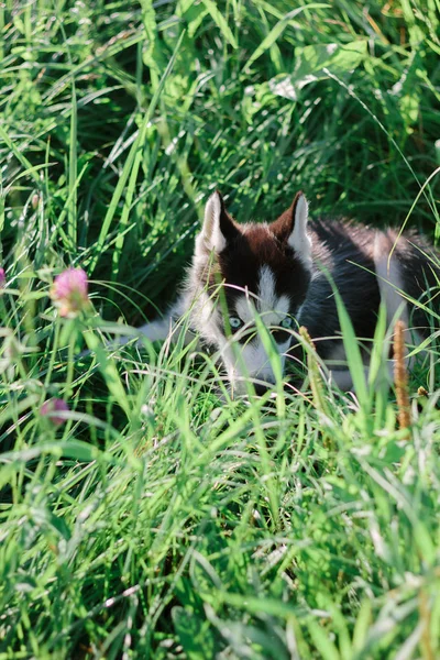 Mały Husky Szczeniak Bawiący Się Parku — Zdjęcie stockowe