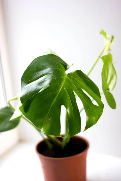 Plante Pot Verte Monstera Dans Une Fenêtre Maison — Photo