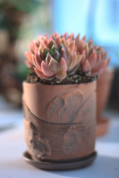 Belle Succulente Rose Orange Dans Pot Argile Comme Plante Maison — Photo