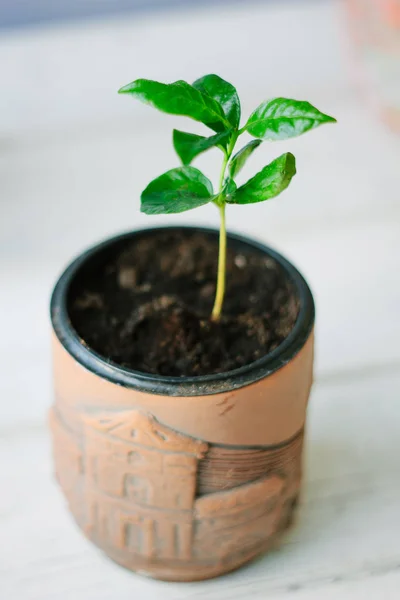 Káva Arabica Výhonek Keramické Květináče — Stock fotografie