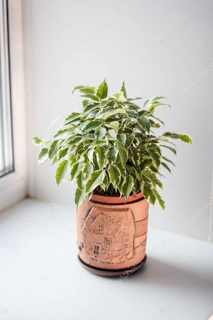 Ficus benjamina kinky in a pot over white background