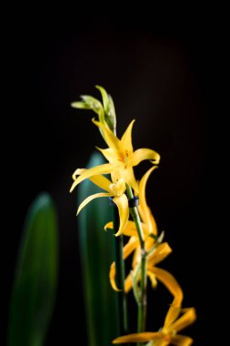 Stüdyoda siyah arkaplanda orkide çiçekleri.