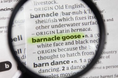 Sözlükteki kelime veya deyim midye kazı.