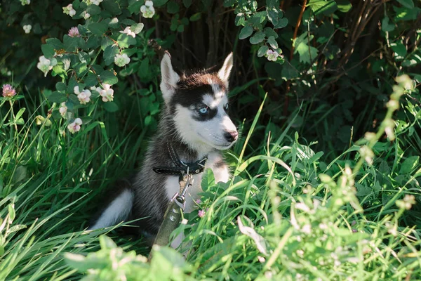 Kleine Husky Hond Spelen Het Gras Zonnige Dag — Stockfoto