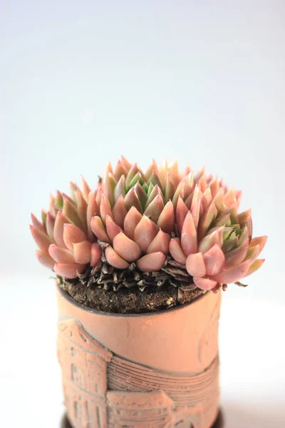 Beautiful pink and orange succulent in a clay pot as home plant