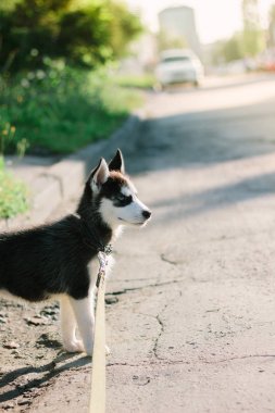 Aydınlık bir günde yollarda gezen bir köpek yavrusu..