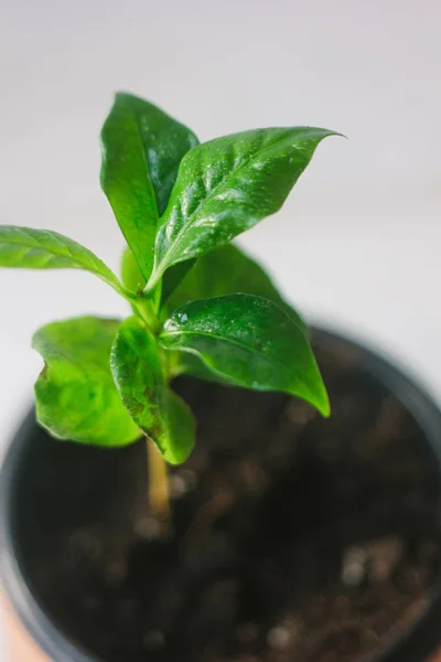Coffee Arabica Sprout Ceramic Flowerpot — Stock Photo, Image
