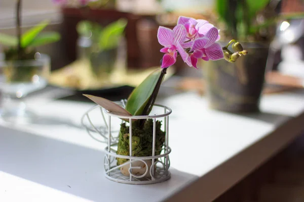 Phalaenopsis Mini Beautuful Біло Фіолетова Орхідея — стокове фото