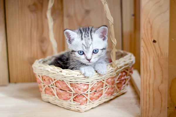 Νέο και όμορφο γατάκι κάθεται σε ένα καλάθι. — Φωτογραφία Αρχείου