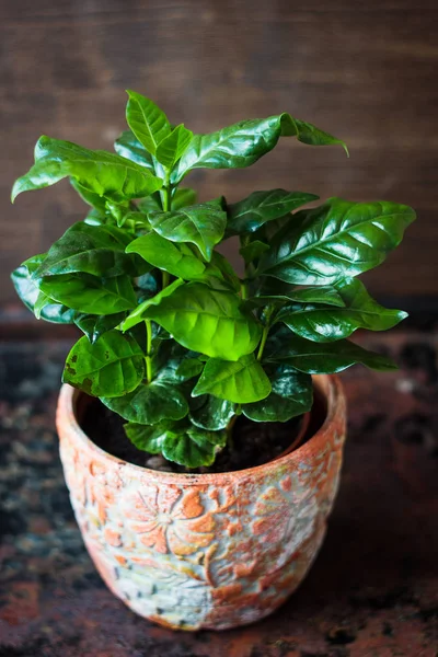 Кофе Арабика - кофейное растение в цветочном горшке . — стоковое фото