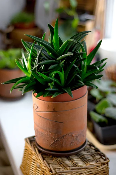 Belle gemme noire d'aloès dans un pot de fleurs. — Photo