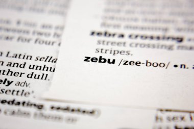 Sözlükte zebu sözcüğü veya cümlesi.