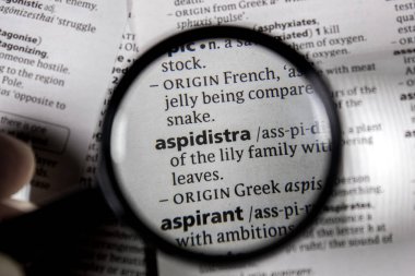 Sözlükteki sözcük veya tümcecik aspidistra.