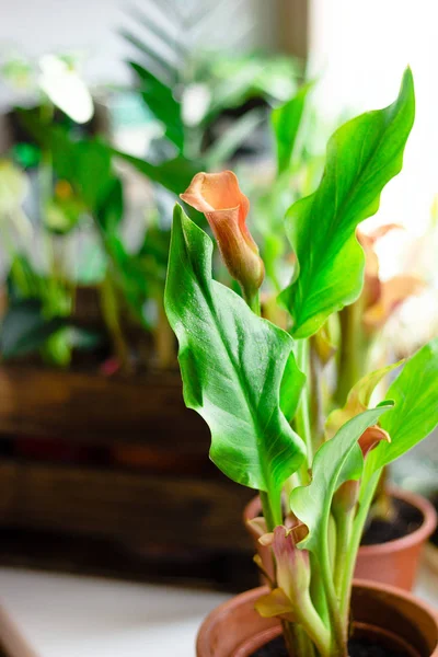 Vacker orang kalla lilja blomma odlas i ett hem. — Stockfoto